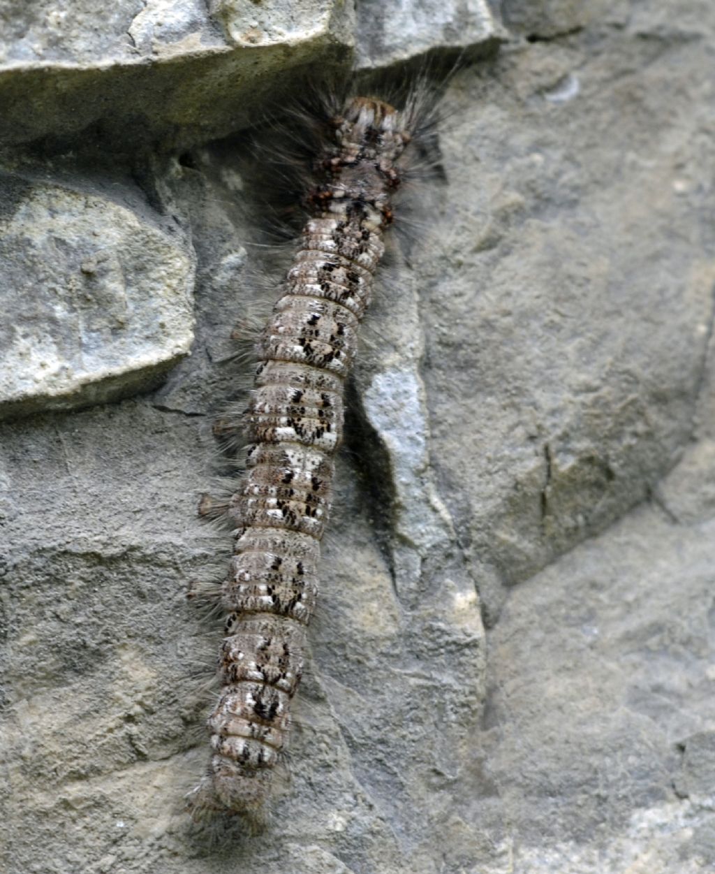 Larva id.